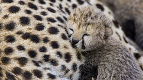 Adorable Baby Cheetah wallpaper | 1920x1080 | #11232