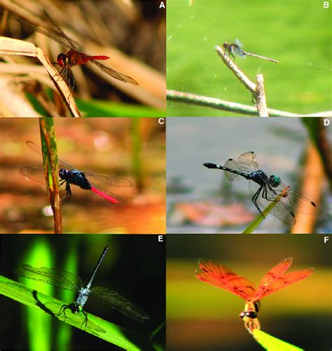 Anisoptera species recorded along transects on the shores of Cocha... | Download Scientific Diagram