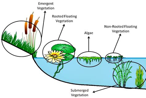 Aquatic Vascular Plant Adaptations