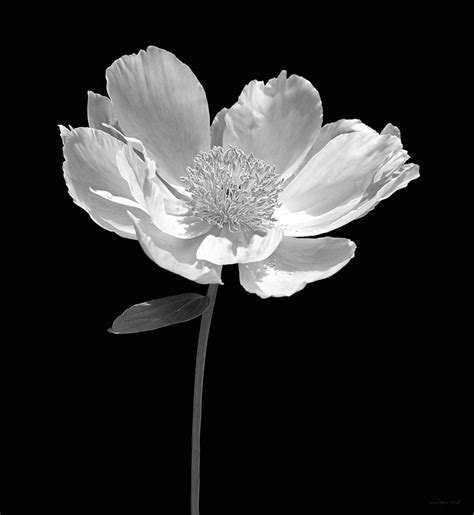 Peony Flower Portrait Black and White Photograph by Jennie Marie Schell