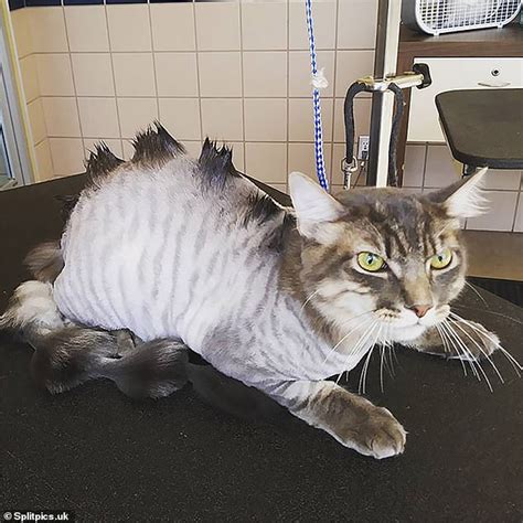 Cat owners are styling their pets' mane with crazy haircuts that make ...