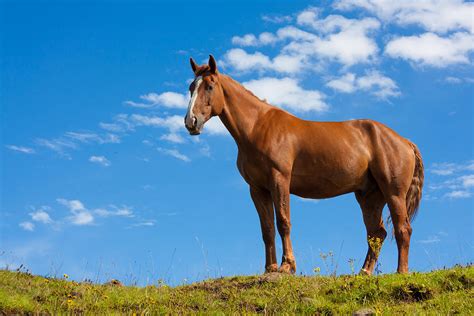 Quarter Horse Photograph by Semmick Photo - Fine Art America