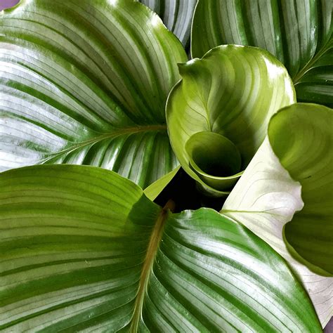 how to care for calathea orbifolia ⋆ Leafy Life