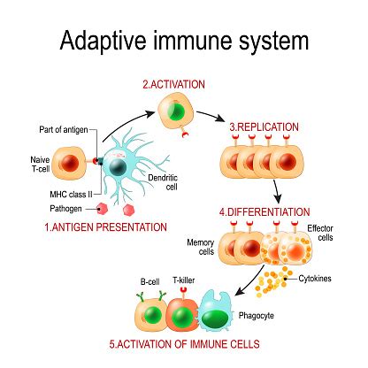 Adaptive Immune System From Antigen Presentation To Activation Of Other ...