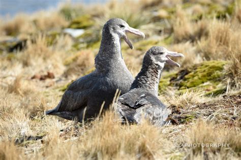 South Georgia Wildlife – Ramdas Iyer Photography