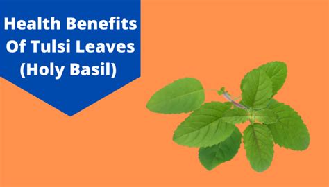 Tulsi Benefits: Top 10 Benefits Of Tulsi Leaves To Boost Immunity | Livlong