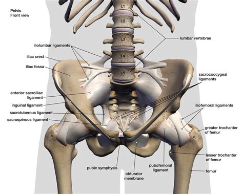 Hip Anatomy - JOI Jacksonville Orthopaedic Institute