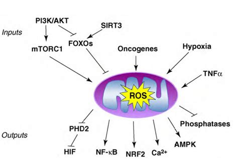 22. Oxidative stress induced signaling pathway – greek.doctor