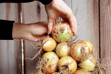 How to Store Onions - BBC Gardeners World Magazine