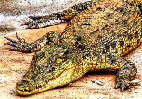 Philippine Crocodile l Critically Endangered Reptile - Our Breathing Planet