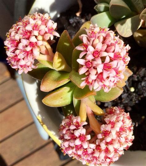 Crassula 'Springtime'