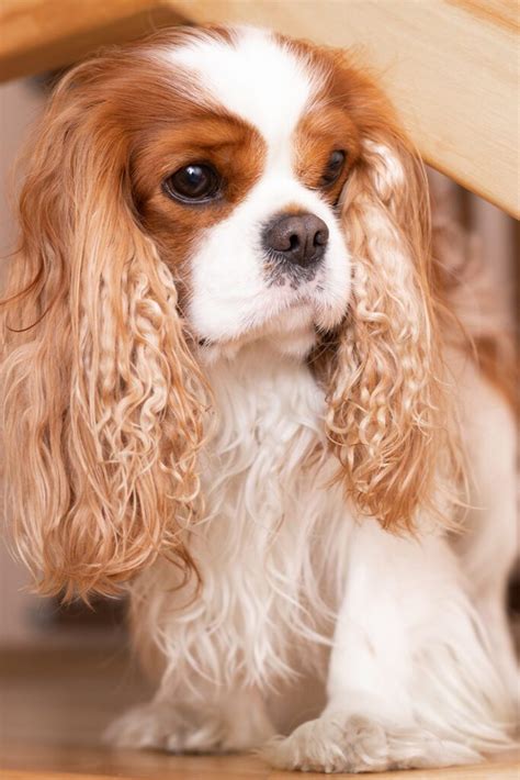 Cavalier King Charles Spaniel Puppies (19 cute pups) - Talk to Dogs