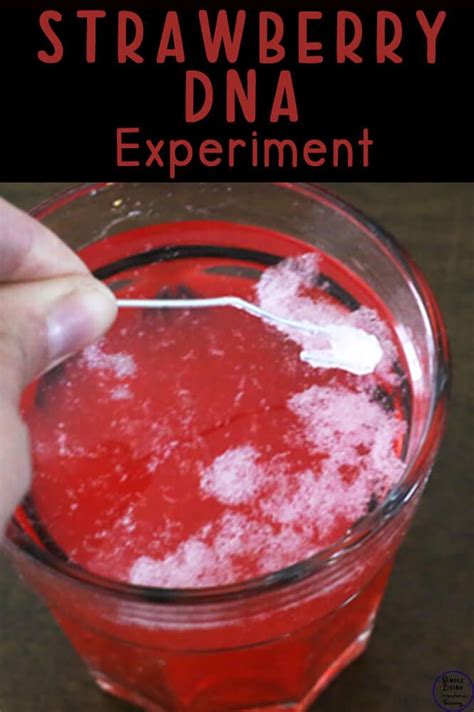 Strawberry dna extraction science experiment – Artofit