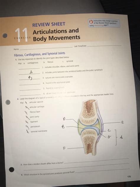 Exercise 13 Articulations And Body Movements Answer Key 49+ Pages ...