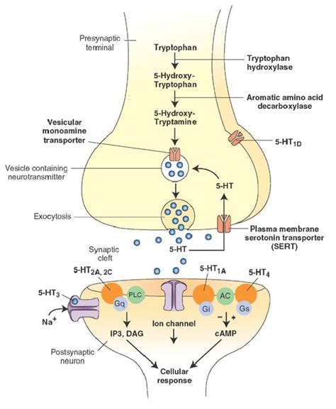 Solved Given a diagram (Serotonin in the synaptic cleft) | Chegg.com