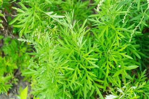 Artemisia annua: how to grow sweet wormwood - Plantura