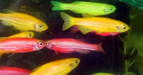 Freshwater Frenzy: How to Breed Glofish