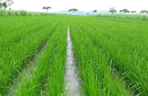 Budidaya Tanaman Horticultura: Budidaya Tanaman Padi Sawah