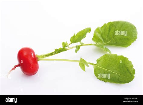 Radish with leaves Stock Photo - Alamy