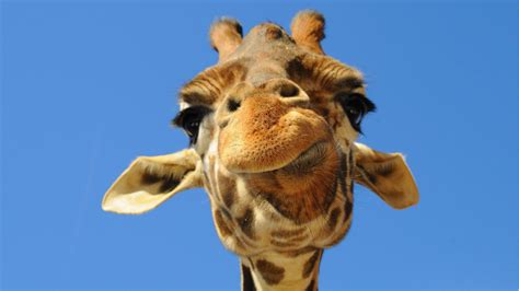 Gerald The Giraffe Wallpapers - Wallpaper Cave