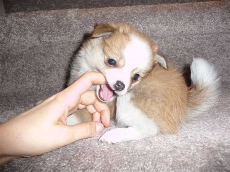 Pomchi (Pomeranian-Chihuahua mix) Info, Temperament, Puppies, Pictures