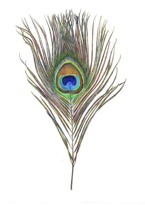 Peacock Feather Drawing by Krista Anandakuttan | Saatchi Art