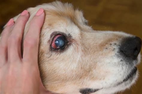 Cataracts in Dogs | VCA Animal Hospital