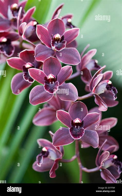 Cymbidium Cali Night Orchid Orchidaceae Stock Photo - Alamy