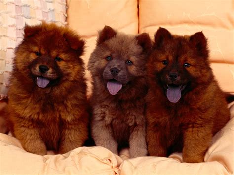 The dog in world: Chow Chow dogs