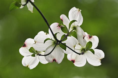 flowering-dogwood-blossoms - Virginia Pictures - Virginia - HISTORY.com