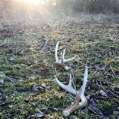 How To Find More Shed Antlers | Guidefitter