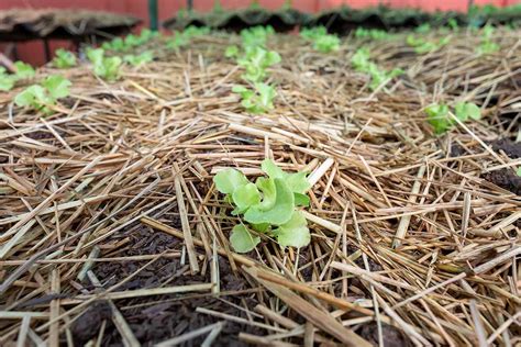 Is Hay Good Mulch For Gardens | Fasci Garden