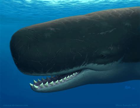 Sperm whales are wacky, weird, and wonderful! Here’s why… - National ...