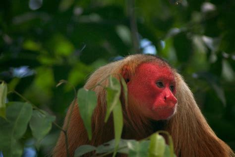 We finally know why this monkey's face is so unbelievably red ...