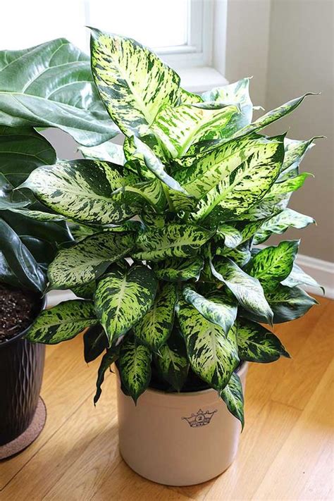 10 most amazing indoor plant for low light - Wittyduck