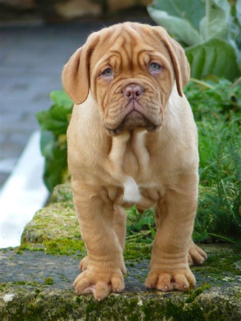 Dogue De Bordeaux Information - Dog Breeds at thepetowners