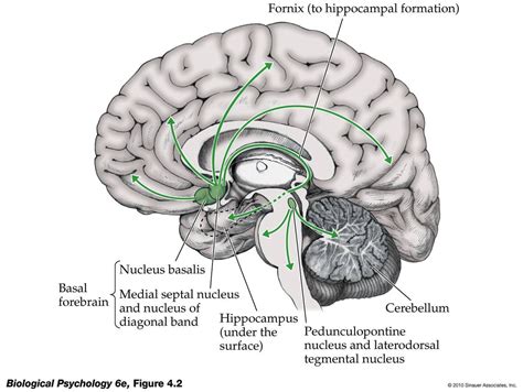 Cholinergic pathways | Cholinergic, Neurons, Neuron structure