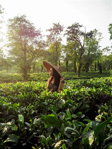 ASSAM TOURIST PLACES WITH PICTURES: 21 PHOTOS THAT WILL INSPIRE YOU TO ...