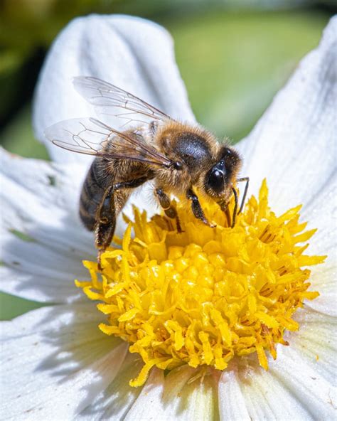 10 Cool things about the South African honeybee • AnimalTalk