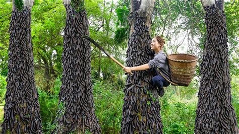 Harvesting Black Locust Tree (Forest Leeches) - Make braised pork thighs Goes to the market sell ...