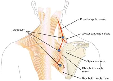 Dorsal Scapular Nerve Cadaver