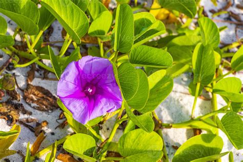 Pink purple morning glory Goats foot creeping beach flower Mexico ...