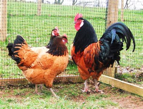 216 best images about Rooster & Hen on Pinterest | Feathers, Chicken ...