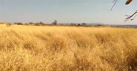 Video Of A Dried Grass Field · Free Stock Video