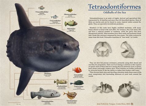 Order Tetraodontiformes by Edestoid on DeviantArt