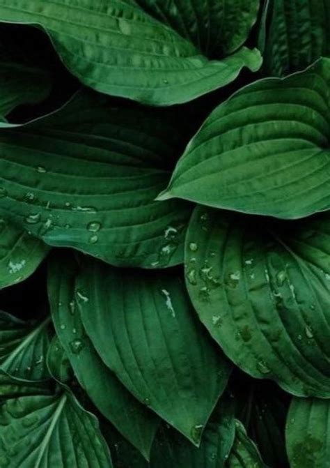 Bold green leaves art photography print designer home decor pretty fashion beauty blog… | Nature ...