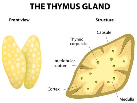 Thymus Function, Locations and Role in Immune System