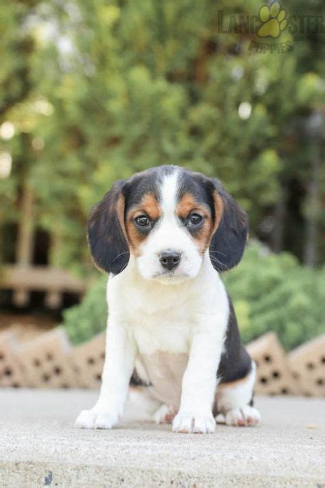 8 Beaglier Puppies ideas in 2021 | puppies, lancaster puppies, beaglier puppies for sale