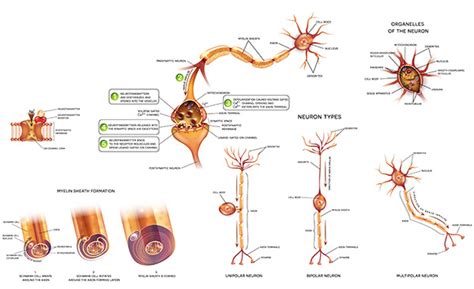 Sub-Acute Combined Degeneration of the Spinal Cord