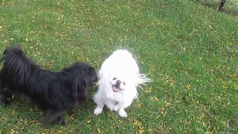 Pekingese -- Black & White - YouTube